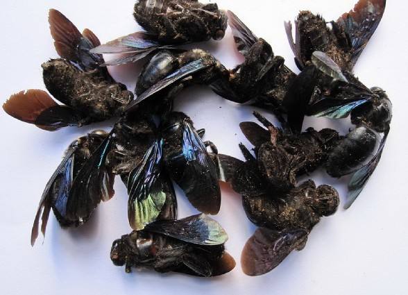 咸竹蜂是什么蜂(咸竹蜂的功效作用與禁忌) 咸竹蜂是什么蜂(咸竹蜂的功效作用與禁忌)