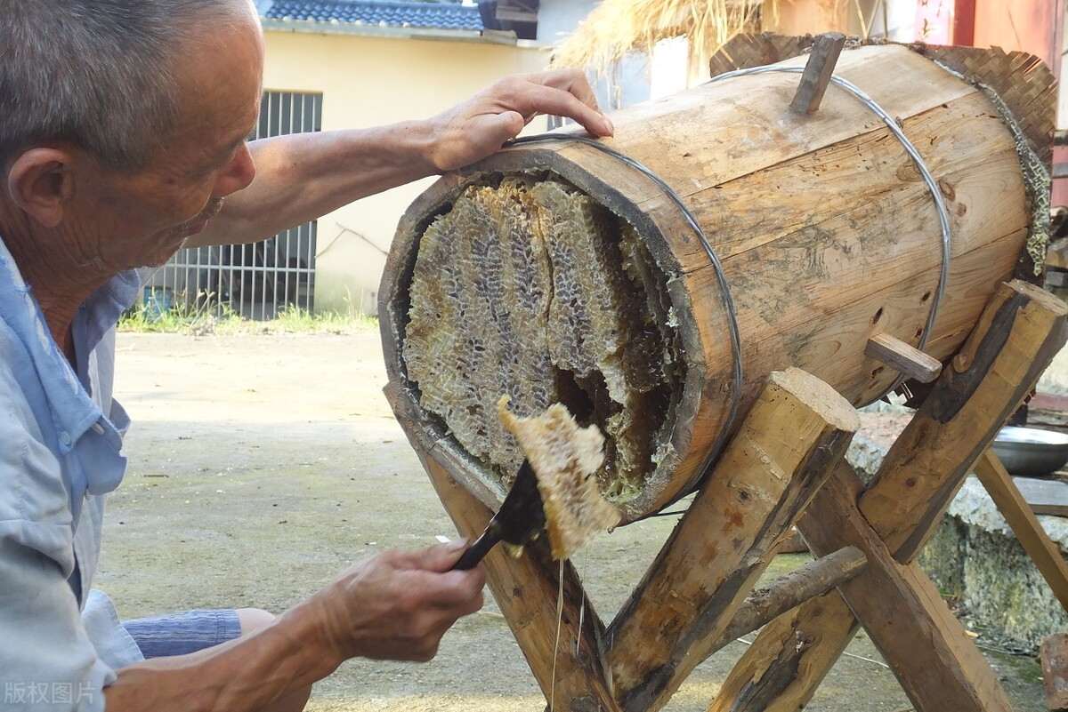 什么時候取蜜對蜂群的傷害最小(取走蜂蜜對蜜蜂有影響嗎) 什么時候取蜜對蜂群的傷害最小(取走蜂蜜對蜜蜂有影響嗎)