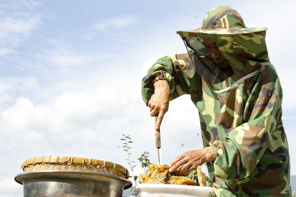 什么時候取蜜對蜂群的傷害最小(取走蜂蜜對蜜蜂有影響嗎) 什么時候取蜜對蜂群的傷害最小(取走蜂蜜對蜜蜂有影響嗎)
