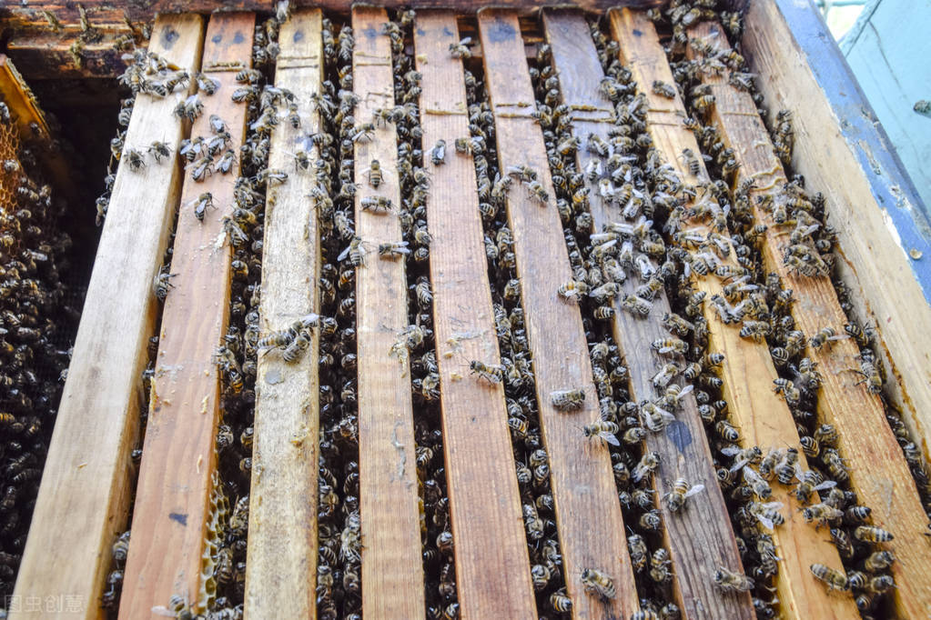 中蜂可以和意蜂在一個(gè)蜂場(chǎng)養(yǎng)嗎(中蜂和意蜂混養(yǎng),原理在于掌握蜜蜂的盜性) 中蜂可以和意蜂在一個(gè)蜂場(chǎng)養(yǎng)嗎(中蜂和意蜂混養(yǎng),原理在于掌握蜜蜂的盜性)