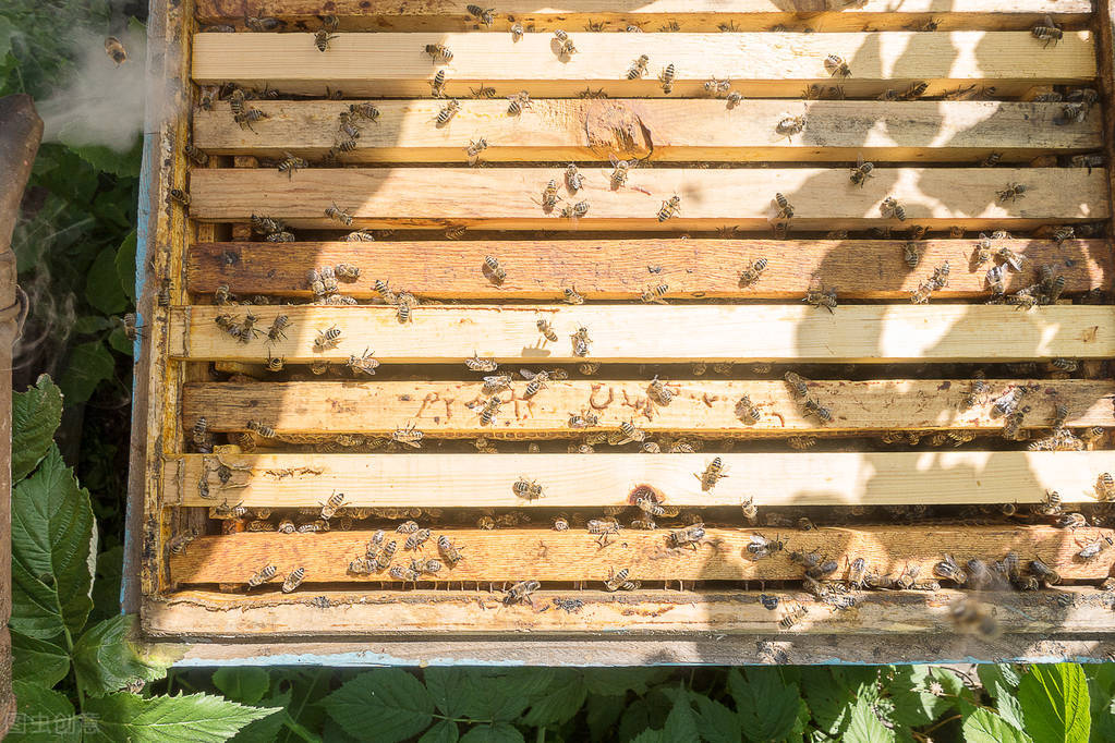 中蜂可以和意蜂在一個(gè)蜂場(chǎng)養(yǎng)嗎(中蜂和意蜂混養(yǎng),原理在于掌握蜜蜂的盜性) 中蜂可以和意蜂在一個(gè)蜂場(chǎng)養(yǎng)嗎(中蜂和意蜂混養(yǎng),原理在于掌握蜜蜂的盜性)