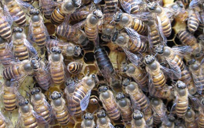 阿壩中蜂淘寶購(gòu)買怎樣（阿壩中蜂原種如何購(gòu)買）