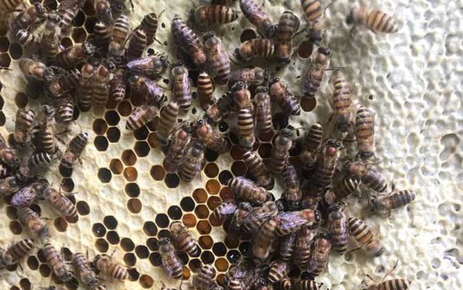 工蜂產卵會不會滅群(工蜂產卵的危害) 工蜂產卵會不會滅群(工蜂產卵的危害)