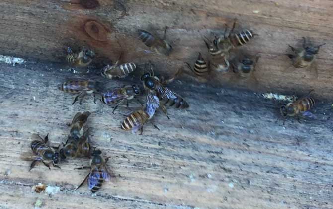 阿壩中蜂雜交產(chǎn)子王多少錢(qián)一個(gè)（中蜂蜂王多少錢(qián)一只）