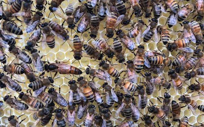 阿壩中蜂雜交產(chǎn)子王多少錢(qián)一個(gè)（中蜂蜂王多少錢(qián)一只）