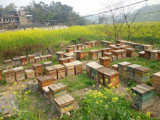 怎樣防止老鼠 怎樣防止老鼠