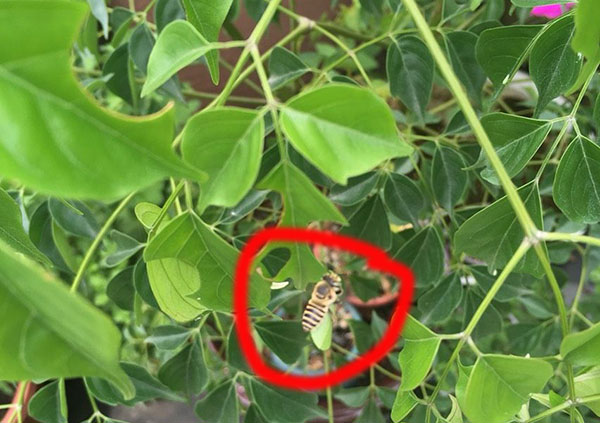 切葉蜂切葉子干嘛(切葉蜂用什么切葉) 切葉蜂切葉子干嘛(切葉蜂用什么切葉)