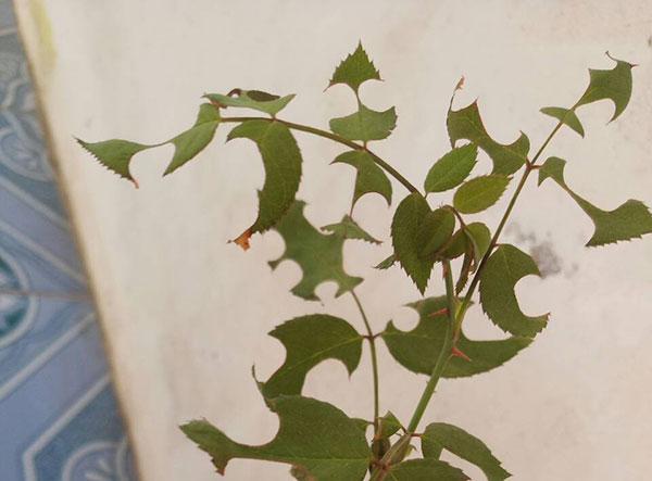 切葉蜂切葉子干嘛(切葉蜂用什么切葉) 切葉蜂切葉子干嘛(切葉蜂用什么切葉)