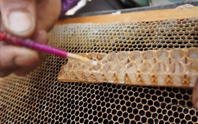 養蜂怎樣人工育王最簡單 養蜂怎樣人工育王最簡單
