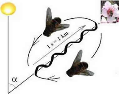 蜜蜂舞蹈 蜜蜂舞蹈