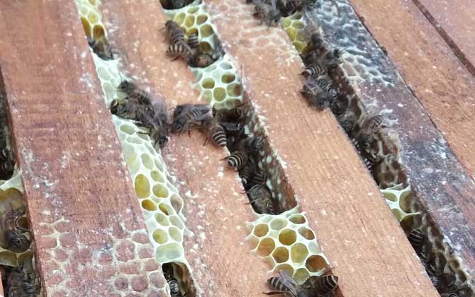 阿壩中蜂雙王群能提高年產量嗎(中蜂雙王群的優點和缺點) 中蜂雙王群