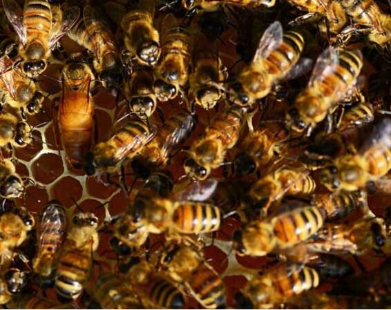 怎么判斷蜜蜂有沒有蜂王(怎么確定蜜蜂失王了) 怎么判斷蜜蜂有沒有蜂王(怎么確定蜜蜂失王了)