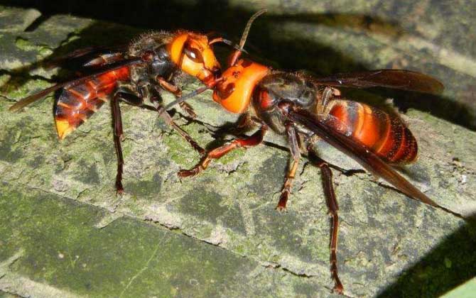 中國大虎頭蜂毒性（中國大虎頭蜂的毒性強嗎？）