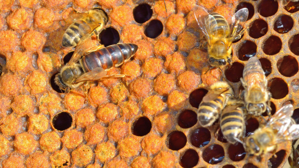 沒有蜂王的蜂子怎么樣(蜜蜂沒有蜂王會怎么樣) 沒有蜂王的蜂子怎么樣(蜜蜂沒有蜂王會怎么樣)