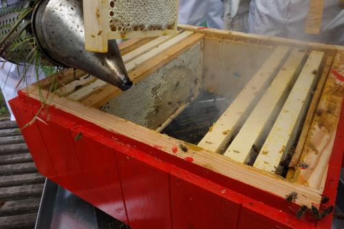 怎么防止胡蜂（胡蜂的防治技術）