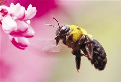 工蜂有生育能力嗎(工蜂能夠繁殖后代嗎) 工蜂有生育能力嗎(工蜂能夠繁殖后代嗎)
