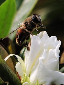 中蜂分群時工蜂特別少是什么原因(一箱中蜂蜂王產卵多,而工蜂越來越少) 中蜂分群時工蜂特別少是什么原因(一箱中蜂蜂王產卵多,而工蜂越來越少)