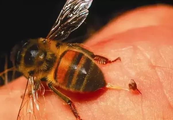 松丹一號低溫多少度停產(chǎn)(養(yǎng)蜂人怎樣避免凍死采集蜂) 松丹一號低溫多少度停產(chǎn)(養(yǎng)蜂人怎樣避免凍死采集蜂)