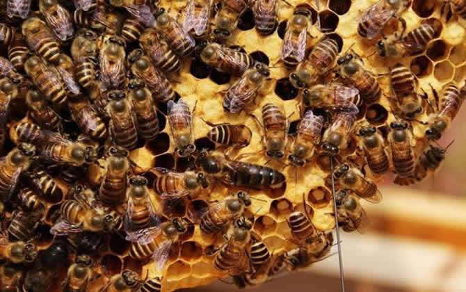 蜂王一般多少錢一只 蜂王一般多少錢一只