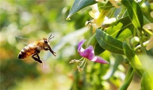 【蜜蜂養殖】養蜂人一年能賺多少錢? 養蜂人一年能賺多少錢?
