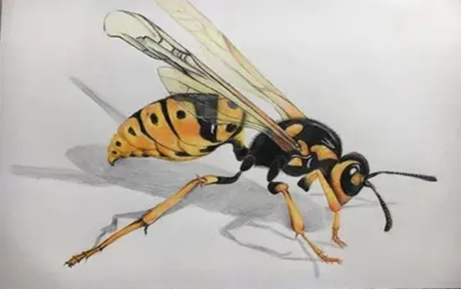 尋找野生馬蜂的方法 尋找野生馬蜂的方法