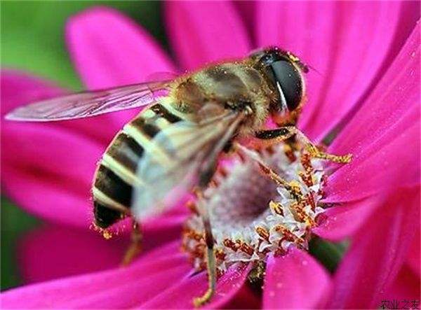 蜜蜂美洲幼蟲病如何防治? 蜜蜂美洲幼蟲病如何防治?