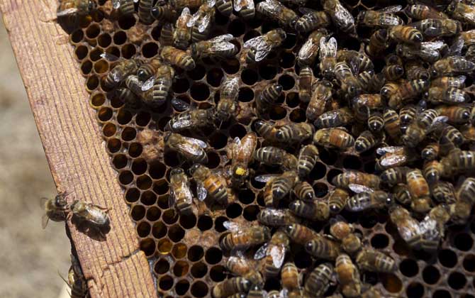 中蜂蜂王一天產卵多少 中蜂蜂王一天產卵多少