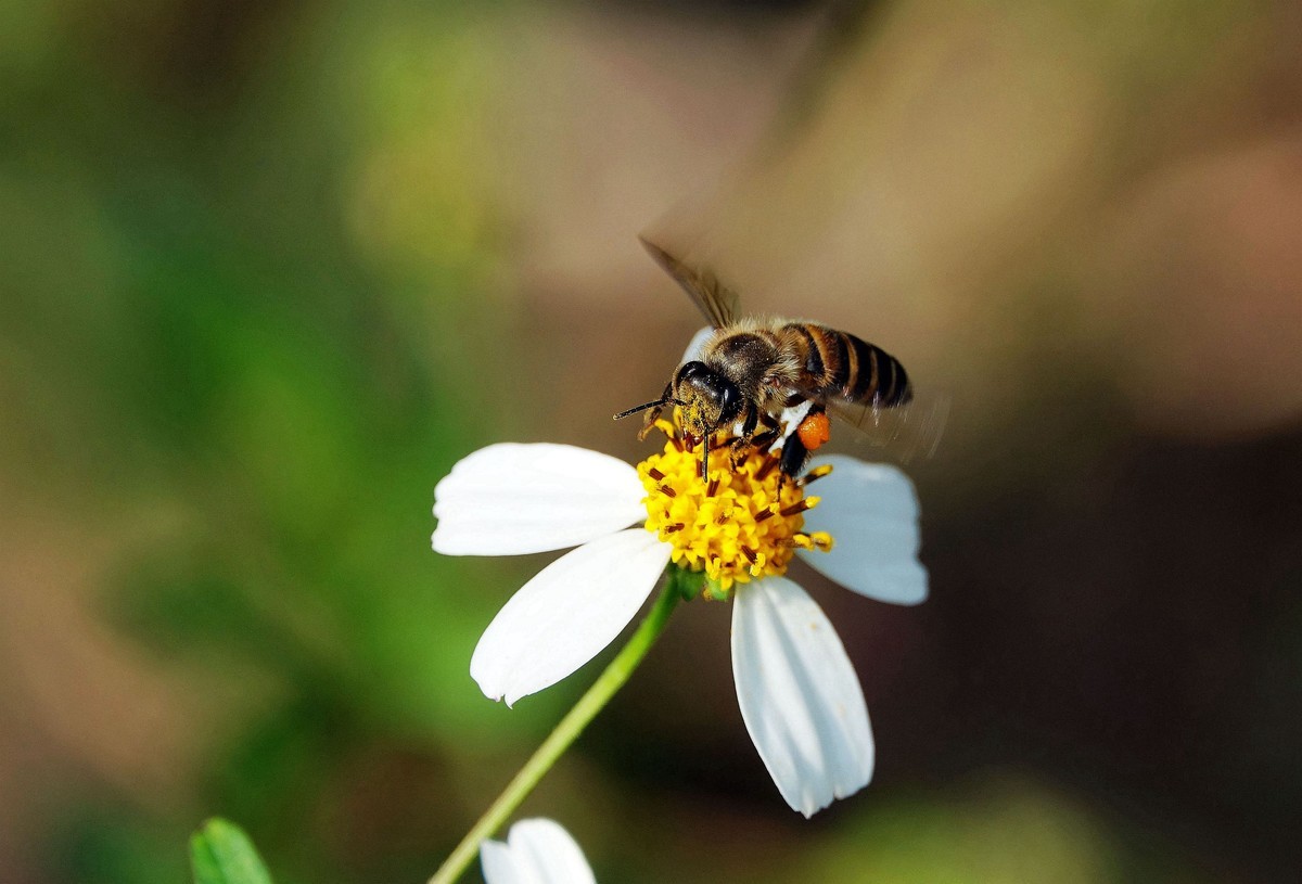 蜜蜂養殖實用技術
