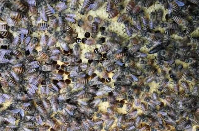 夏天養蜜蜂的技巧和方法(怎么養蜜蜂) 夏天養蜜蜂的技巧和方法(怎么養蜜蜂)