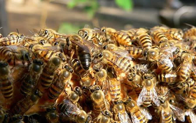 海南中蜂 海南中蜂