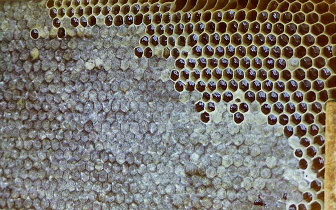 養蜂場多大規模才能領補償款（2020年養蜂有補貼嗎）