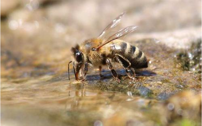 會折人的蜜蜂是什么,工蜂還是雄蜂(會蟄人的蜜蜂是雌蜂還是雄蜂) 會折人的蜜蜂是什么,工蜂還是雄蜂(會蟄人的蜜蜂是雌蜂還是雄蜂)