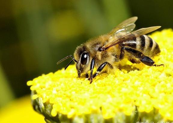 會折人的蜜蜂是什么,工蜂還是雄蜂(會蟄人的蜜蜂是雌蜂還是雄蜂) 會折人的蜜蜂是什么,工蜂還是雄蜂(會蟄人的蜜蜂是雌蜂還是雄蜂)