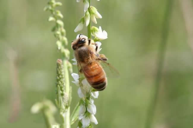 浙江漿蜂 浙江漿蜂