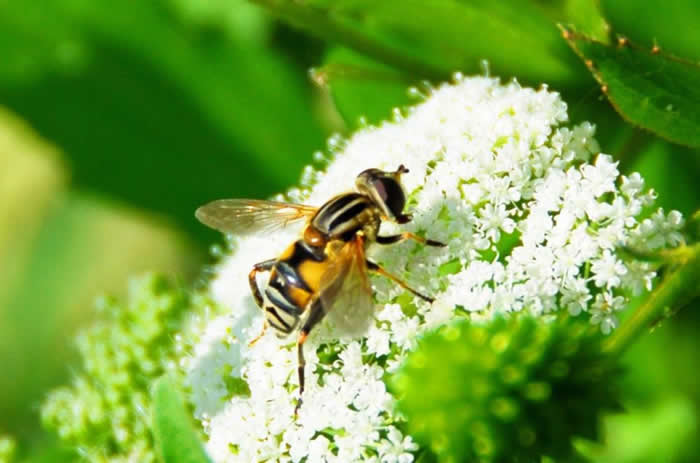 浙江漿蜂 浙江漿蜂