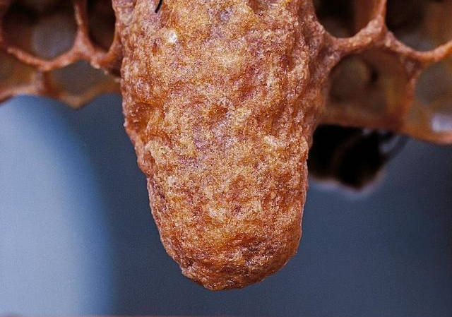 如何培育優質王臺(優質王臺培育技術) 如何培育優質王臺(優質王臺培育技術)