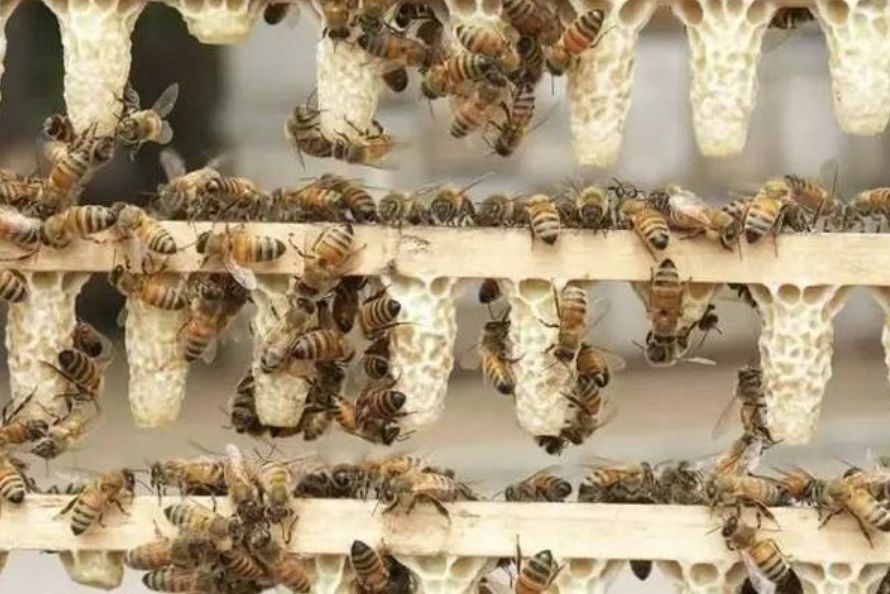 如何培育優質王臺(優質王臺培育技術) 如何培育優質王臺(優質王臺培育技術)