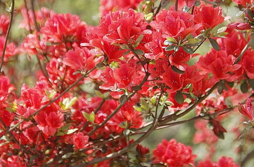 映山紅什么時候開花（映山紅的開花時間）