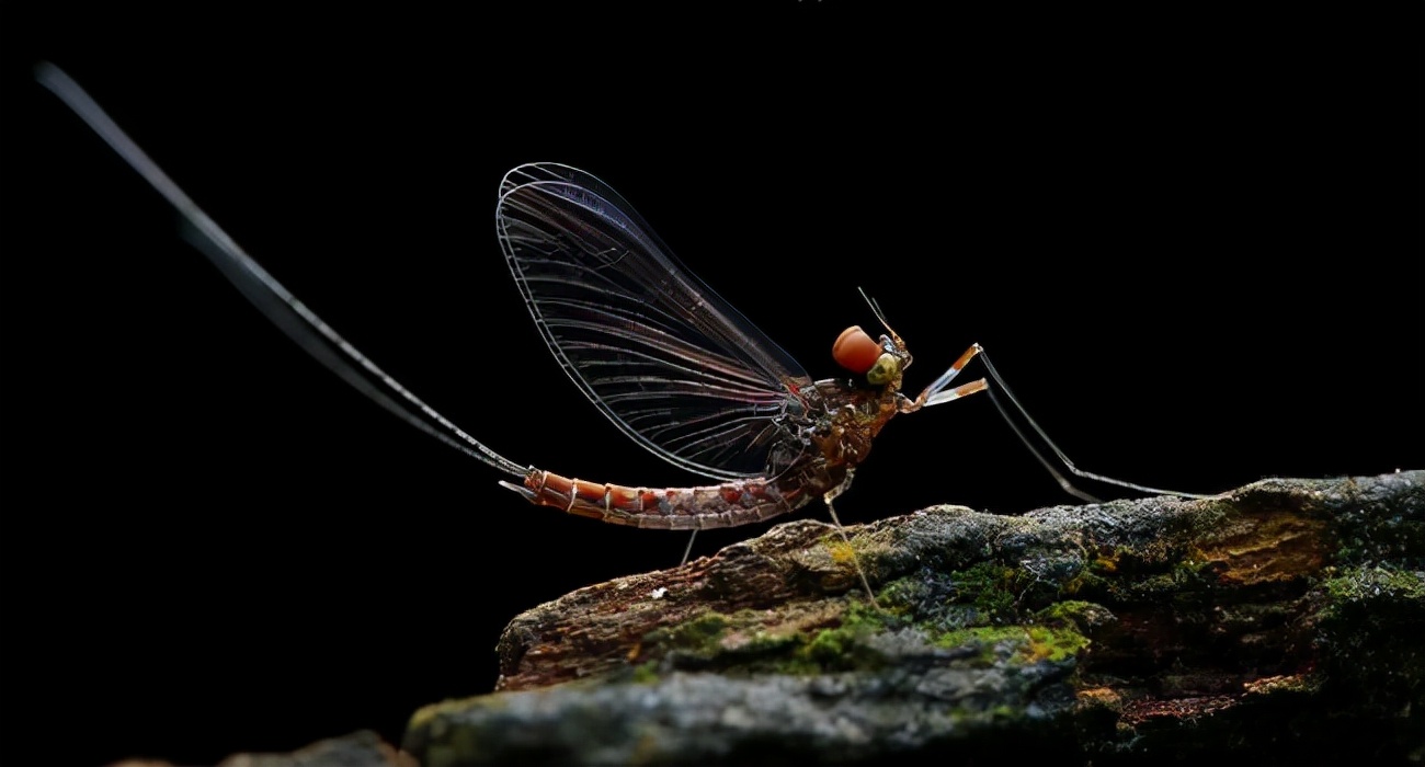 湖南沅江蜉蝣大爆發,內蒙古蚜蟲大爆發 湖南沅江蜉蝣大爆發,內蒙古蚜蟲大爆發,是氣候大變的征兆嗎?