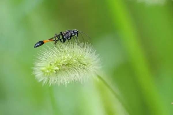細(xì)腰蜂長(zhǎng)什么樣子(腰很細(xì)的蜜蜂是什么蜂) 細(xì)腰蜂長(zhǎng)什么樣子(腰很細(xì)的蜜蜂是什么蜂)