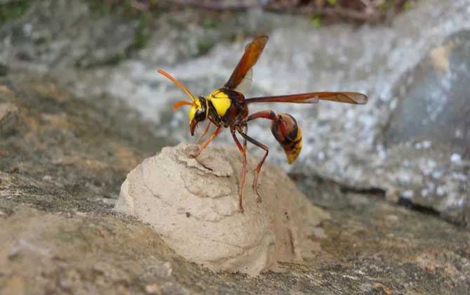 細(xì)腰蜂長(zhǎng)什么樣子(腰很細(xì)的蜜蜂是什么蜂) 細(xì)腰蜂長(zhǎng)什么樣子(腰很細(xì)的蜜蜂是什么蜂)