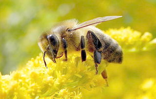 如何養好阿壩中蜂（阿壩中蜂高效養殖管理技術）