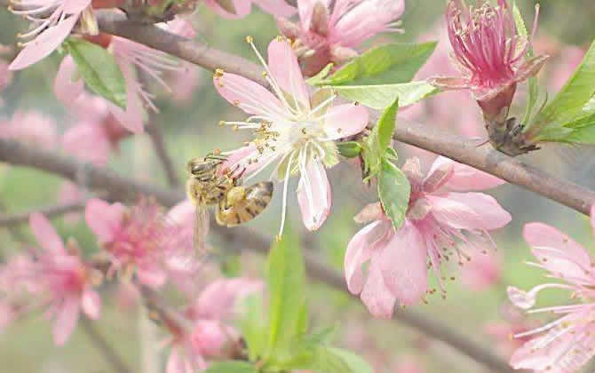 如何讓蜂群快速變強群？