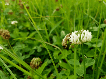 每天蜜蜂巢門口見死蜂是怎么回事(蜜蜂死在巢門口是什么原因) 每天蜜蜂巢門口見死蜂是怎么回事(蜜蜂死在巢門口是什么原因)