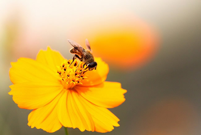 蜜蜂身上的灰白色物體是什么？