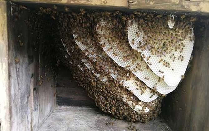 野生蜂群能存活多久? 野生蜂群能存活多久?