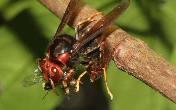 虎頭蜂和黃蜂有什么區(qū)別(虎頭蜂和黃蜂的對比) 虎頭蜂和黃蜂有什么區(qū)別(虎頭蜂和黃蜂的對比)