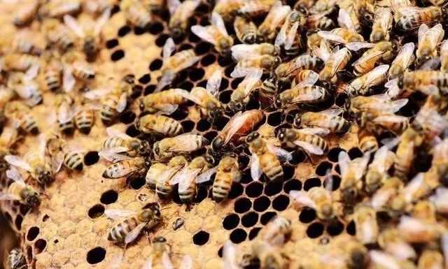 停產群怎么換王(蜜蜂怎么換王) 停產群怎么換王(蜜蜂怎么換王)