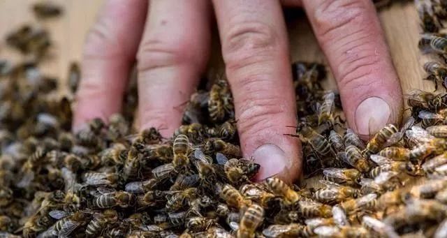 停產群怎么換王(蜜蜂怎么換王) 停產群怎么換王(蜜蜂怎么換王)