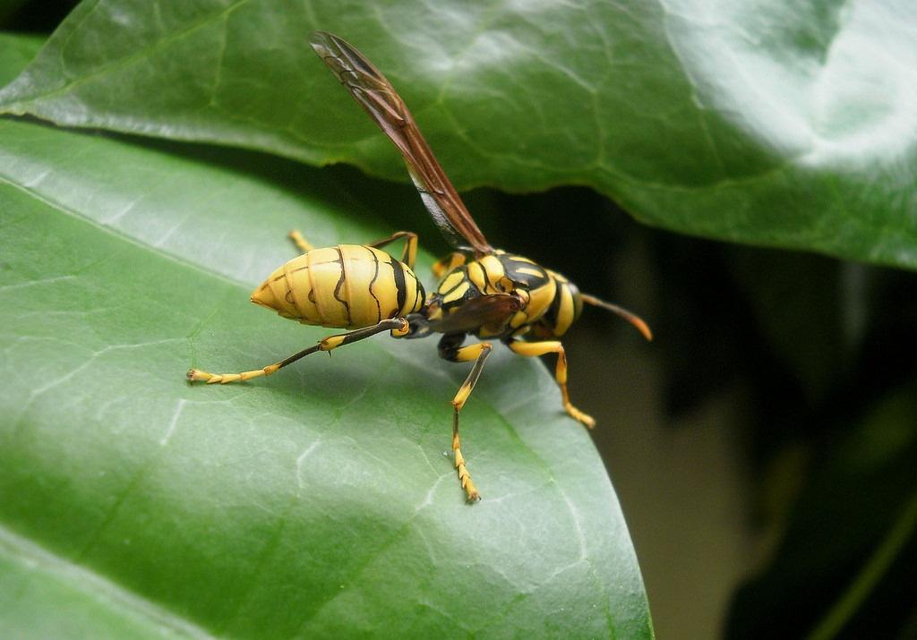 大虎頭蜂真能蜇死人嗎？(扒一扒虎頭蜂的厲害)